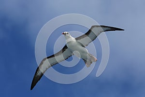 Atlantische Geelsnavelalbatros, Atlantic Yellow-nosed Albatross photo