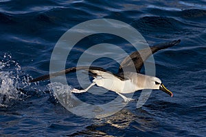 Atlantische Geelsnavelalbatros, Atlantic Yellow-nosed Albatross, Thalassarche chlororhynchos photo