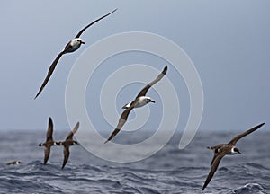 Atlantische Geelsnavelalbatros, Atlantic Yellow-nosed Albatross, Thalassarche chlororhynchos photo