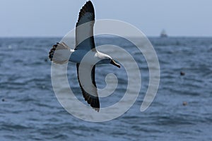 Atlantische Geelsnavelalbatros, Atlantic Yellow-nosed Albatross, Thalassarche chlororhynchos photo