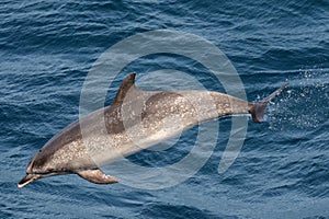 Atlantische vlekdolfijn, Atlantic Spotted Dolphin, Stenella frontalis photo