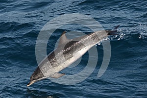 Atlantische vlekdolfijn, Atlantic Spotted Dolphin, Stenella frontalis