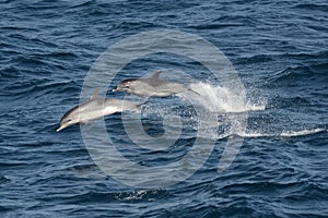 Atlantische vlekdolfijn, Atlantic Spotted Dolphin, Stenella frontalis