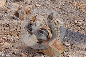 Atlantoxerus getulus - Barbary ground squirrel