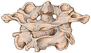 Atlas Axis Posterosuperior view