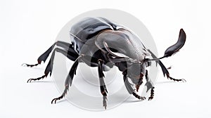 Atlas beetle (Scientific name Chalcosoma atlas) , famous exotic pets. generative ai