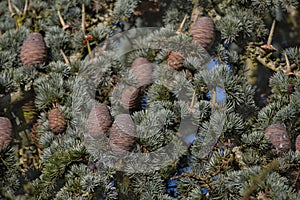 Atlas cedar