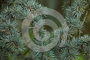 Atlas cedar Cedrus atlantica.