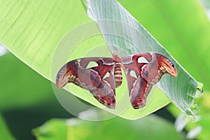 Atlas giant moth Attacus atlas butterfly insect animal on green leaf plant, wildlife in nature