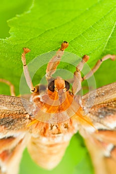 Atlas Moth photo