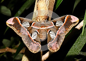 Atlas moth photo