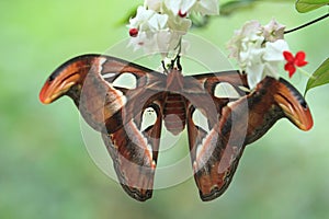 Atlas moth photo