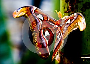 Atlas moth photo