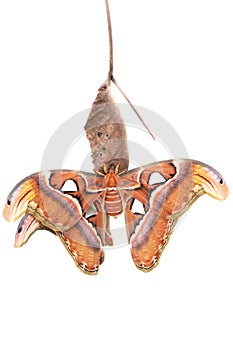 The Atlas moth Attacus atlas