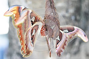 The Atlas moth Attacus atlas