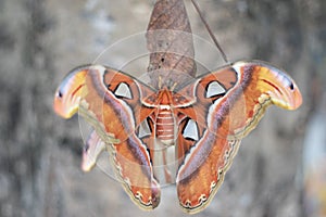 The Atlas moth Attacus atlas