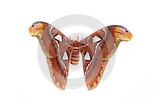 The Atlas moth Attacus atlas