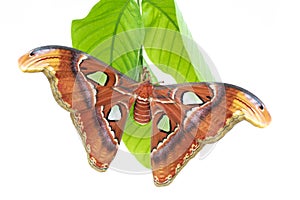 The Atlas moth Attacus atlas