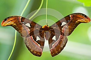 Atlas Moth (Attacus atlas) photo