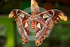 The Atlas moth Attacus atlas, Beautiful big butterfly