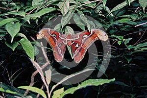 Atlas moth or Attacus atlas is a large saturniid moth Chicchoty Forest Thane district photo