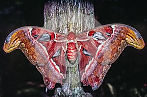 Atlas moth Attacus atlas is a large saturniid moth photo