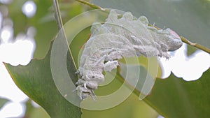 Atlas at moth Attacus atlas Is a large saturniidae moth found in the tropical