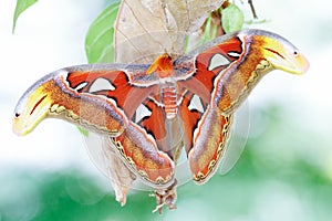 Atlas moth Attacus atlas