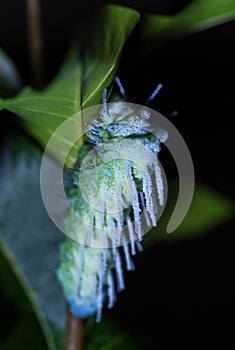 Atlas Moth caterpillar - Attacus atlas