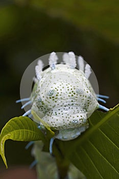 Atlas Moth Caterpillar close -up. Sanjay Gandhi National Park, Maharashtra