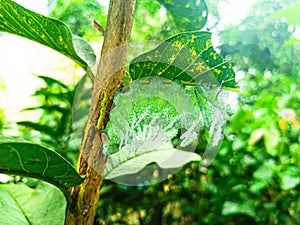 Atlas moth caterpillars (Attacus atlas)Below the guava leaves.