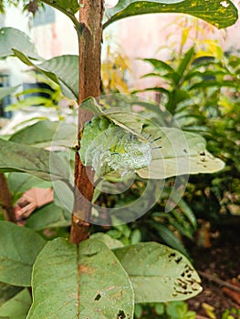 Atlas moth caterpillars (Attacus atlas)Below the guava leaves