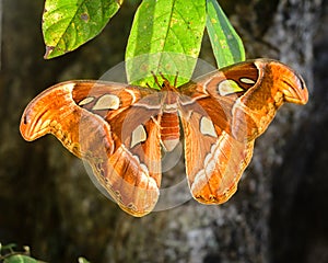 Atlas moth close-up, also known as snakehead butterfly, displaying beautiful wingspan of the second largest moth in the world