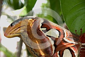 The Atlas Moth close up of the wing tip.