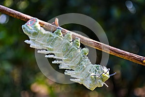 Atlas moth or Giant moth caterpillar hanging head down