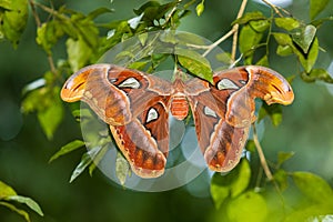 Atlas moth in a green background perched in a tree branch