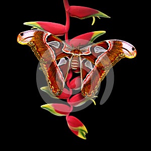 Atlas moth on heliconia flower with black background