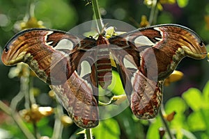 Atlas moth perching on wildflowers. This beautiful moth is known as the largest moth in the world.