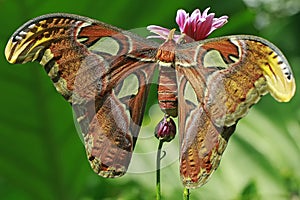 Atlas moth perching on wildflowers. This beautiful moth is known as the largest moth in the world.