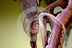 Atlas Moth on Cocoon