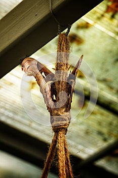 Atlas moth or Snakehead butterfly at Antipa Museum in Bucharest