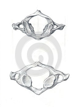 Atlas vertebra
