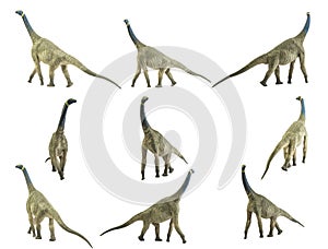 Atlasaurus , dinosaur on white background