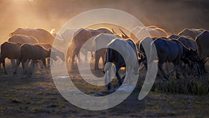 The atmosphere is beautiful during sunset and Fields filled with herds of buffalo. photo