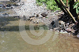 The atmosphere in the Coban Rondo waterfall which has many monkeys photo