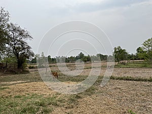 The atmosphere of dry rice fields in rural areas of Thailand.
