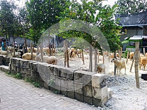 The atmosphere of the location of livestock and poultry traders located behind the Sambonggede Merakurak Market, Tuban, East Java.