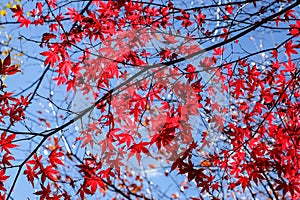 The atmosphere of the main tourist attraction Shin Hotaka in the autumn colors