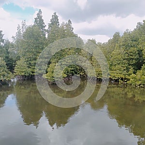 The atmosphere of the mangrove area when the sea recedes photo