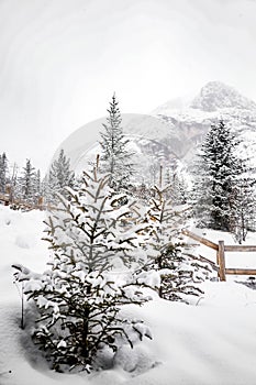 the atmosphere of the pine and snow